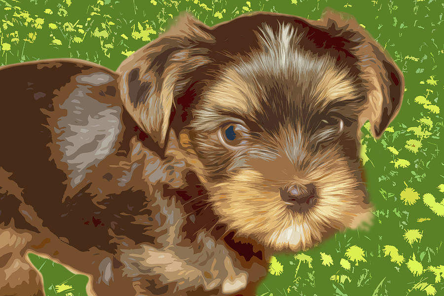 Yorkshire Terrier Pattern Drawing