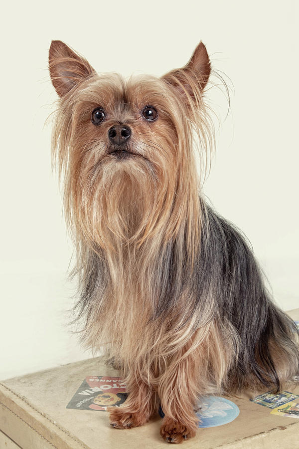 Oliver Photograph - Yorkshire Terrier Posing on a Suitcase by Susan Stone