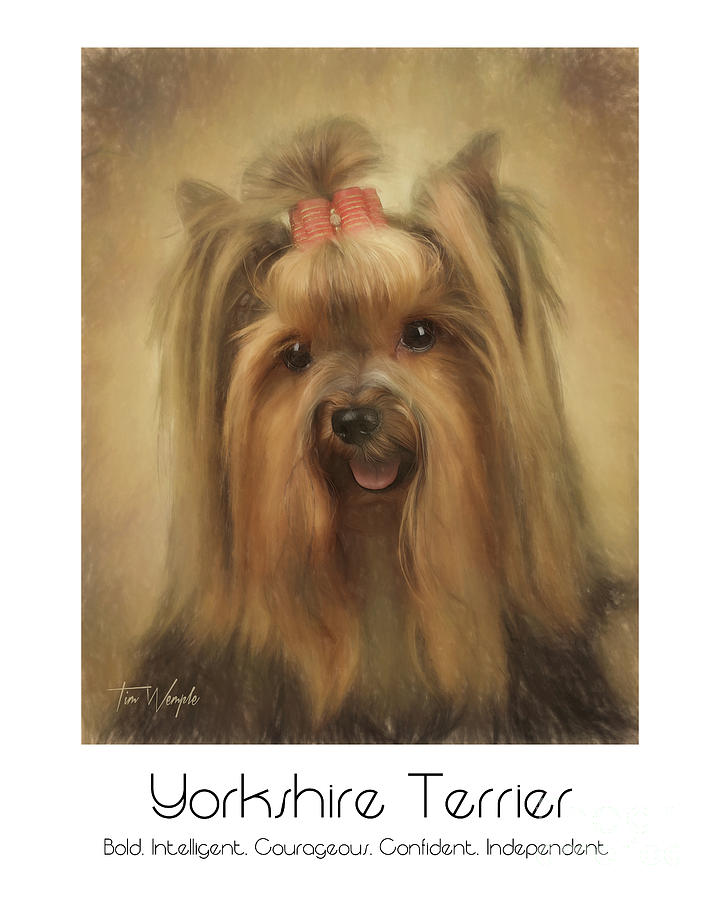 Yorkshire Terrier Poster Digital Art by Tim Wemple