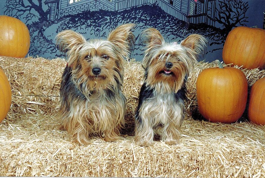 Yorkshire terriers Photograph by Laura Smith