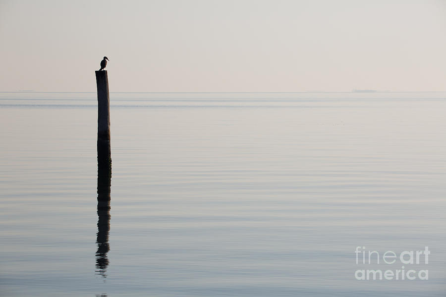 Yorktown Cormorant at Daybreak Photograph by Rachel Morrison