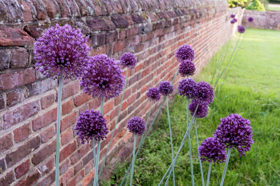 Flower Photograph - Yorktown Onions Along the Wall by Nancy Comley
