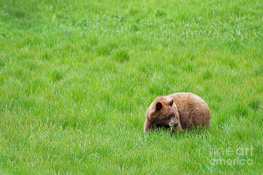 Yosemite Bear Photograph by David Arment