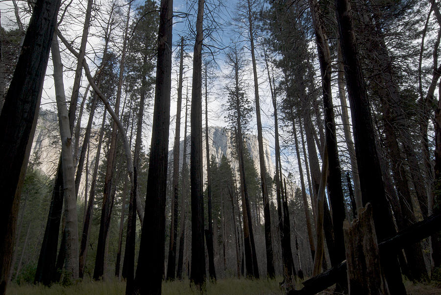 Yosemite Burn Photograph