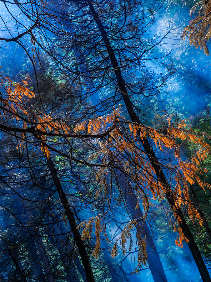 Yosemite Controlled Burn #2 Photograph by Steven Maxx