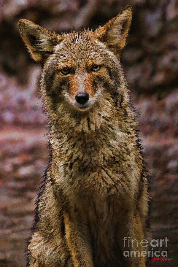 Yosemite Coyote Photograph by Blake Richards