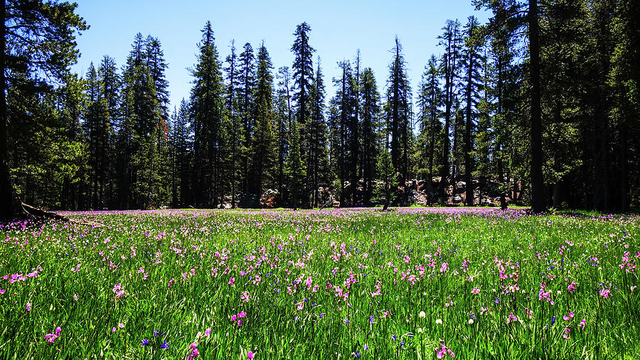 Yosemite Creek Wildflowers Photograph by Lawrence S Richardson Jr