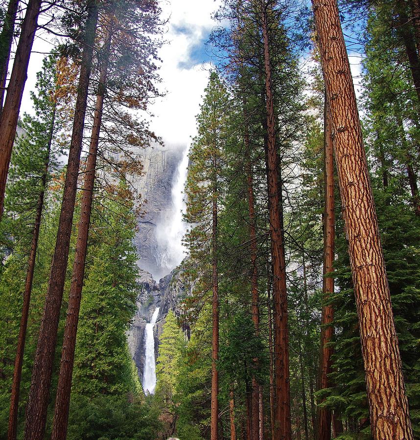 Yosemite Falls A Photograph by Phyllis Spoor