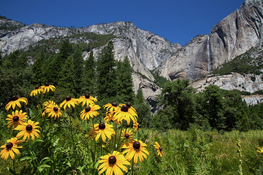 Yosemite Falls From Cook's Meadow by John and Nicolle Hearne Yosemite Falls From Cook's Meadow by John and Nicolle Hearne