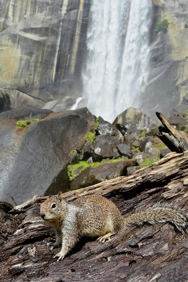 Yosemite Falls Squirrel Photograph by Kyle Hanson