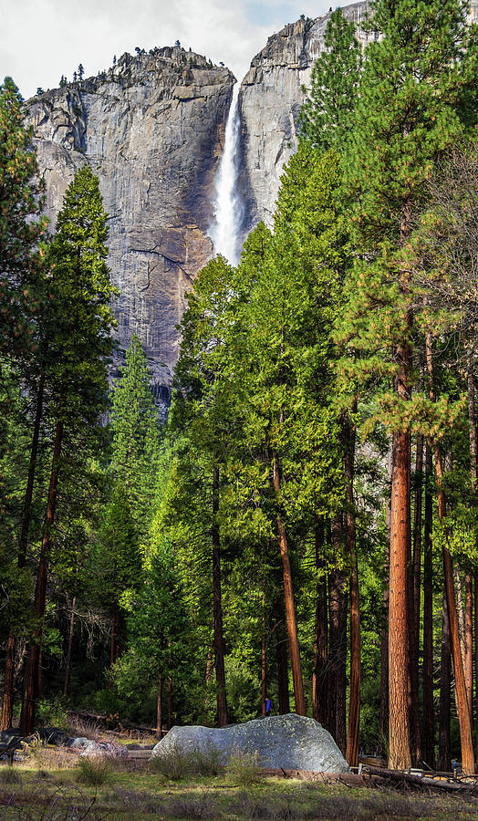 Yosemite National Park Photograph - Yosemite Falls with pine trees by Roslyn Wilkins