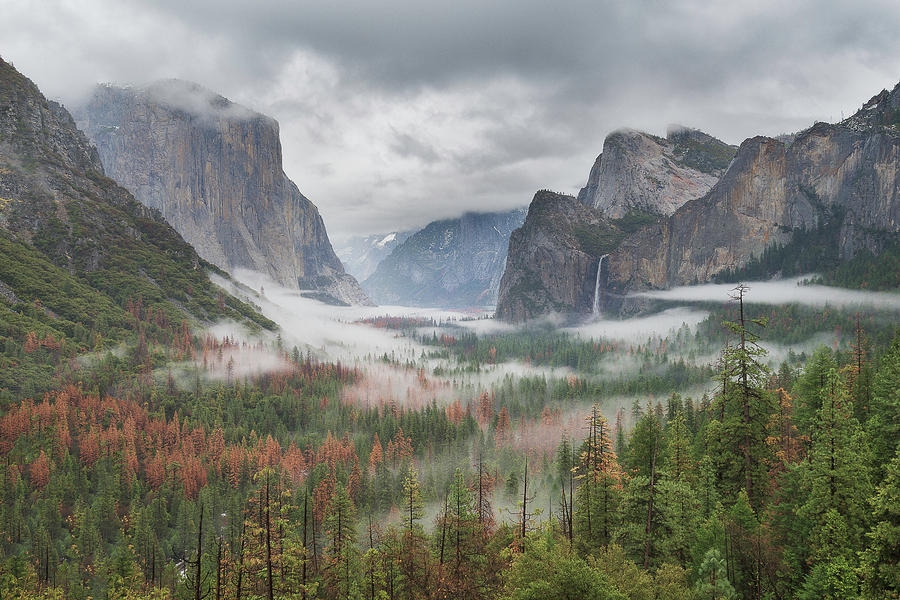 Yosemite Fog by John Harke