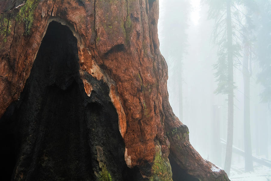 Yosemite Giant Sequoia Photograph by Kyle Hanson