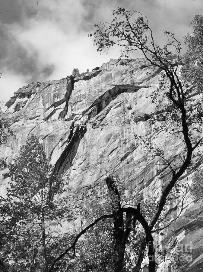 Yosemite Granite and Trees Photograph by Krista Kulas - Fine Art America