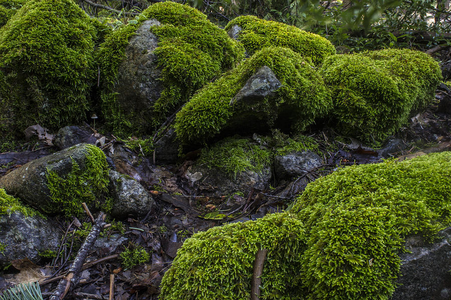 Yosemite Green Moss Photograph by John McGraw