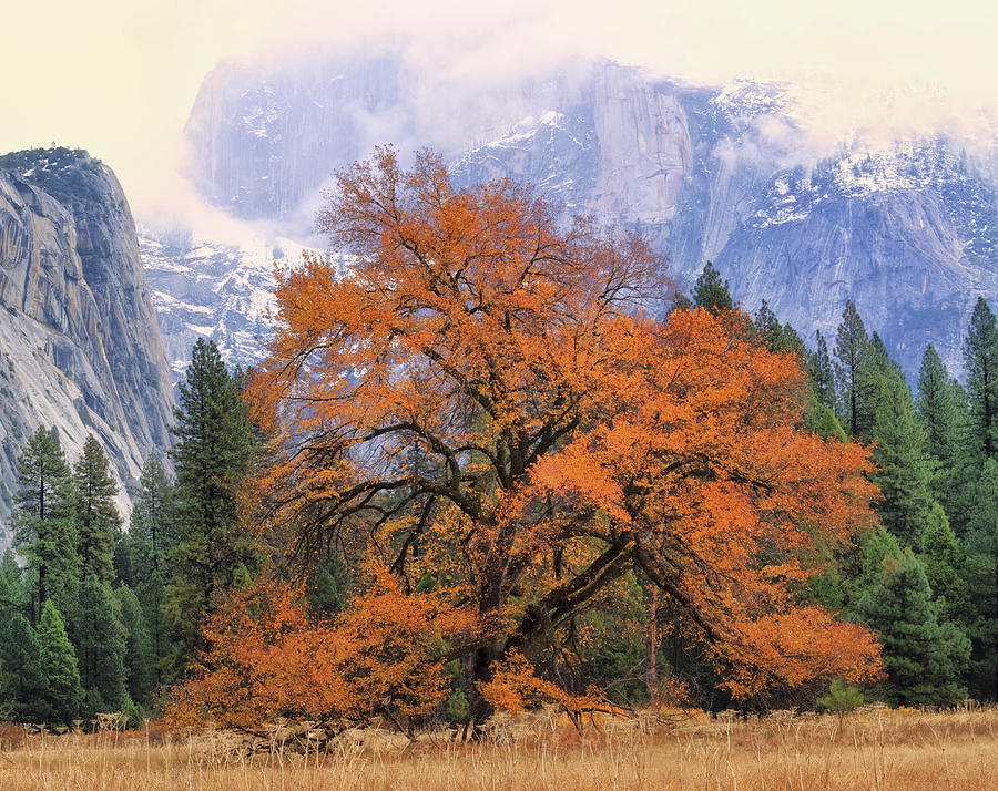 Yosemite Iconic Oak and Half Dome Photograph by Doug Holck