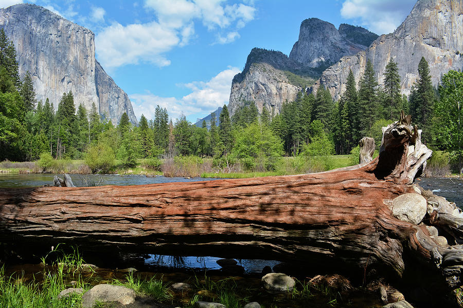 Yosemite Log Photograph by Kyle Hanson