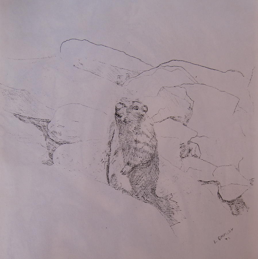 Yosemite Marmot Drawing by Lessandra Grimley