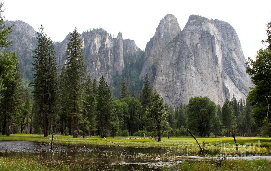 Yosemite Meadow Photograph by Henrik Lehnerer