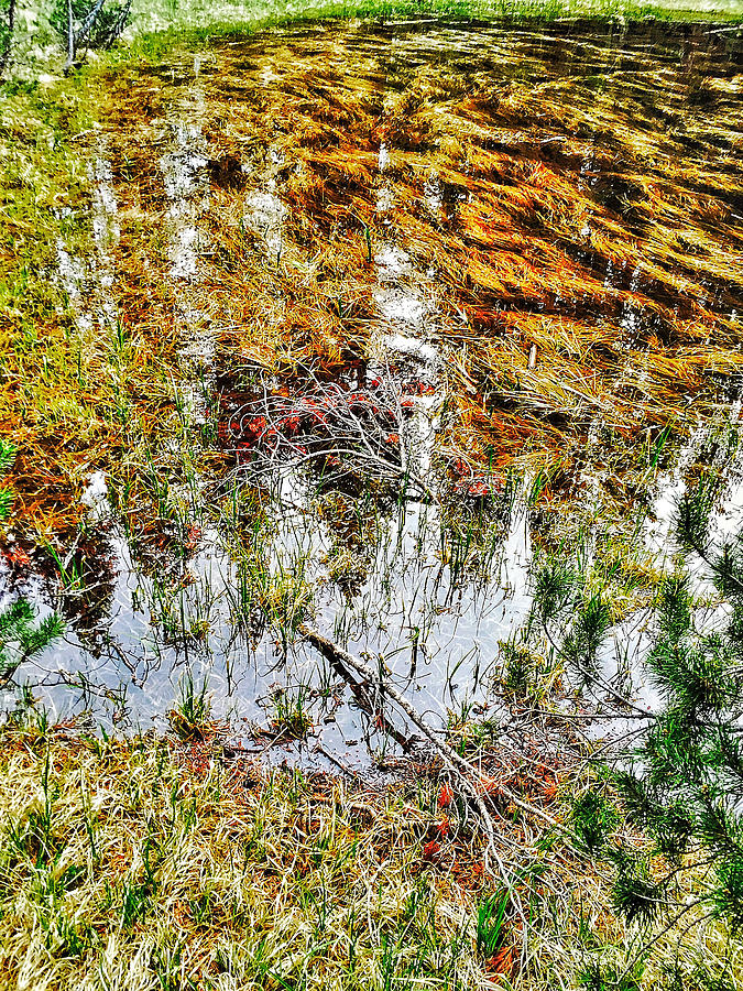 Yosemite Mountain Pond Photograph by Braden Moran - Fine Art America