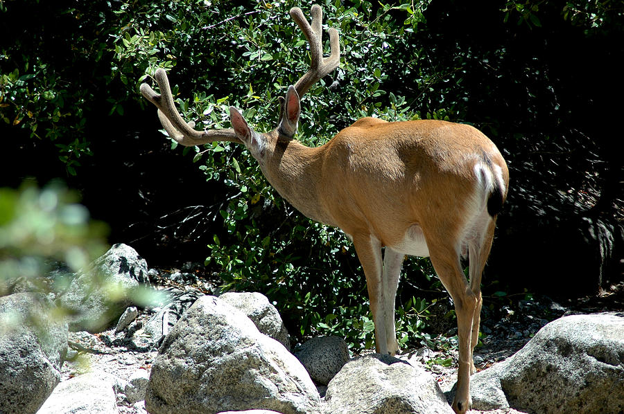 Yosemite Mule Deer Buck tail Photograph by LeeAnn McLaneGoetz