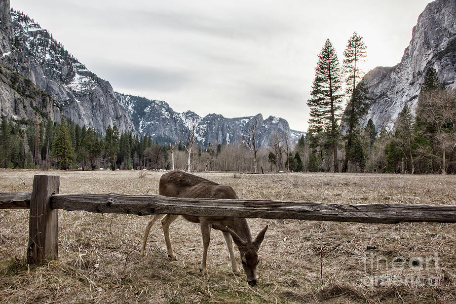 Yosemite National Park Deer Landscape  Photograph by Chuck Kuhn