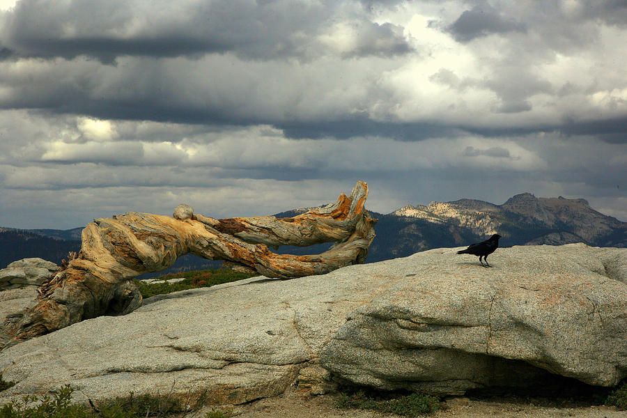 Yosemite National Park III Photograph by Chuck Kuhn