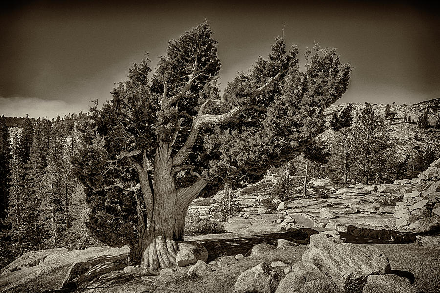 Yosemite Near Olmsted Point Monotone 7R2_DSC2371_10072017  Photograph by Greg Kluempers