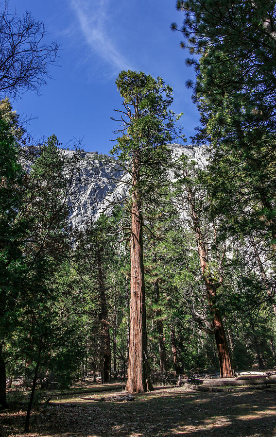 Yosemite Pine Tree Photograph by Adam Rainoff