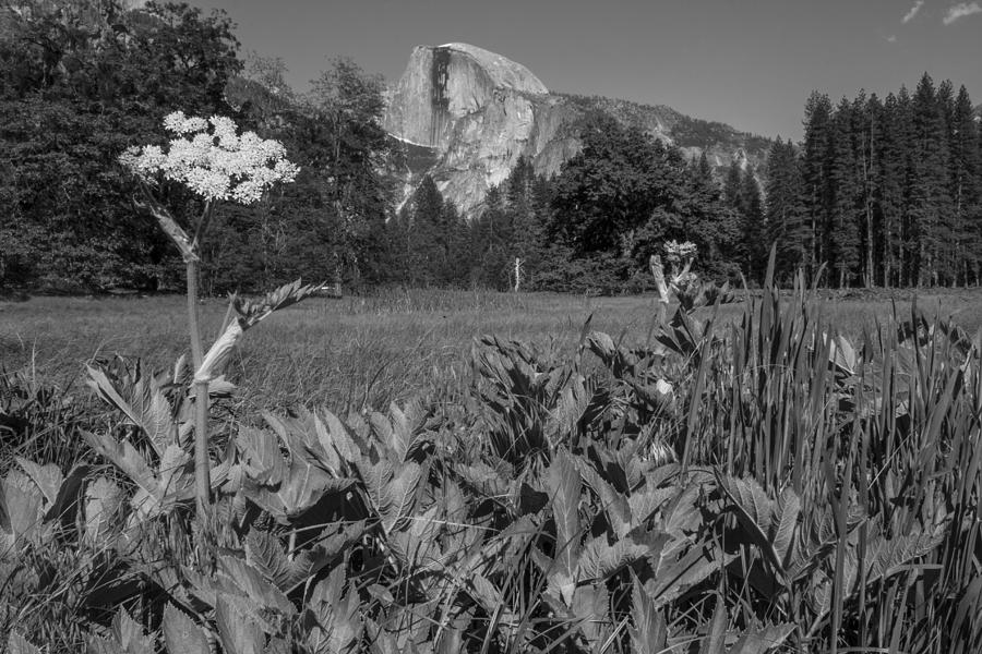 Yosemite Queens Ann Lace Black and White  Photograph by John McGraw