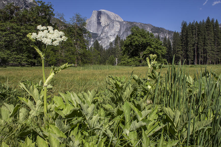 Yosemite Queens Ann Lace Photograph by John McGraw
