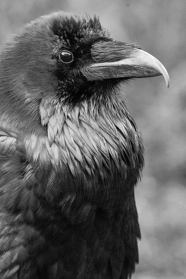 Yosemite Raven Photograph by Steven A Bash