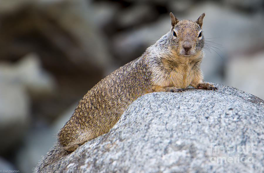 Yosemite Squirrel Photograph by Dan Norton