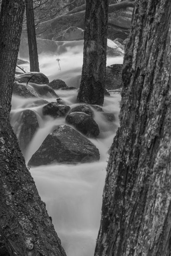 Yosemite Stream and Trees Black and White Photograph by John McGraw