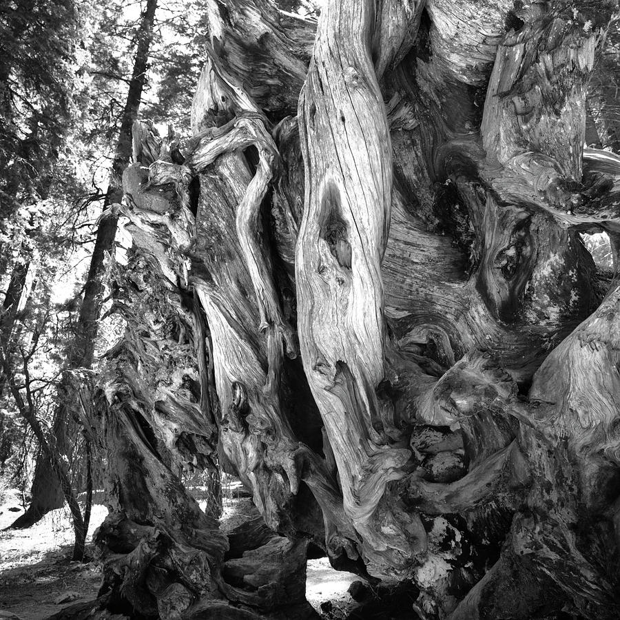 Yosemite Trees - Twisting Photograph