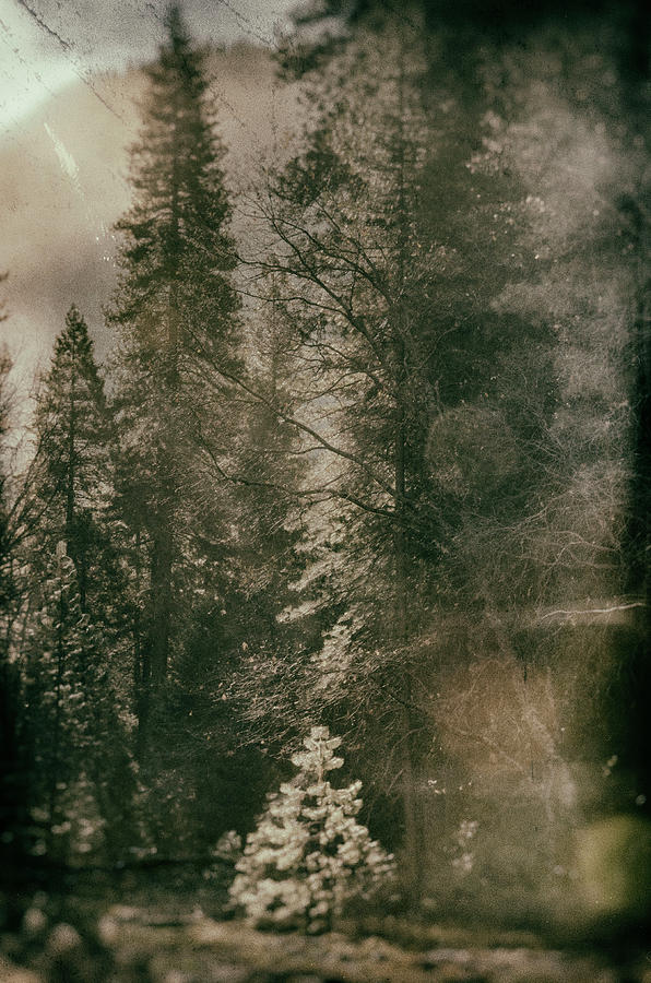 Yosemite Valley Collodion Photograph by Lawrence Knutsson