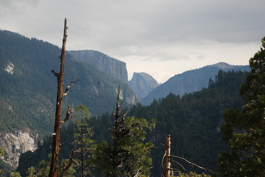 Yosemite Valley II Photograph by William Thomas - Fine Art America