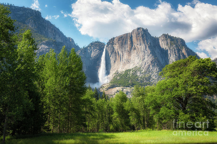 Tree Photograph - Yosemite Valley  by Michael Ver Sprill