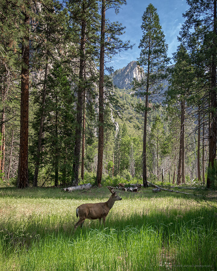 Yosemite Valley Mule Deer Photograph by Phil Abrams