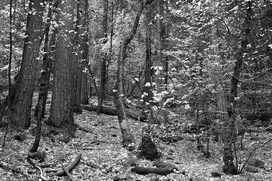 Yosemite Wilderness - Black And White Rendition Photograph