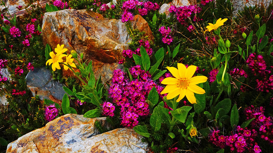 Yosemite Wildflowers Photograph by Lawrence S Richardson Jr