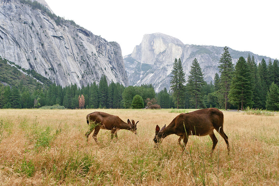 Yosemite National Park Photograph - Yosemites Half Dome and Two Deer by Her Arts Desire
