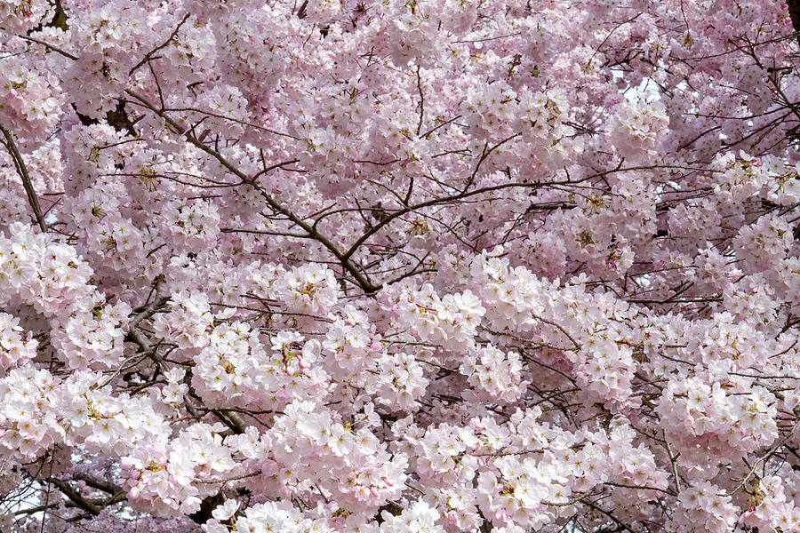 Yoshino Blossoms Photograph by Michael Russell