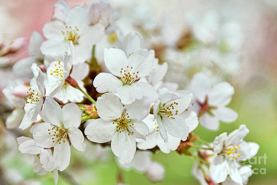 Yoshino Cherry Blossoms White Photograph