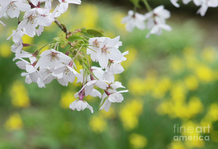 Spring Photograph - Yoshino Cherry Tree Blossom by Tim Gainey