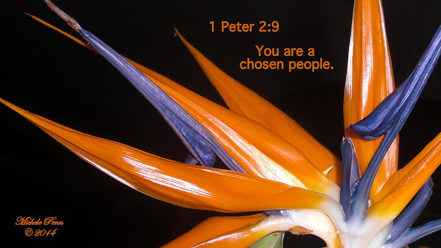 You are a chosen people. 1 Peter 2-9 Photograph by Michele Penn
