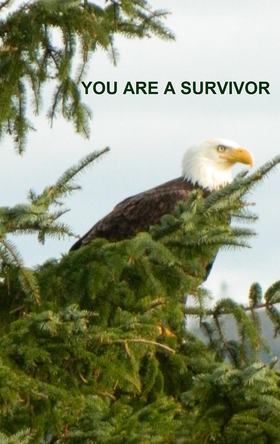 You Are A Survivor Photograph by Gallery Of Hope 