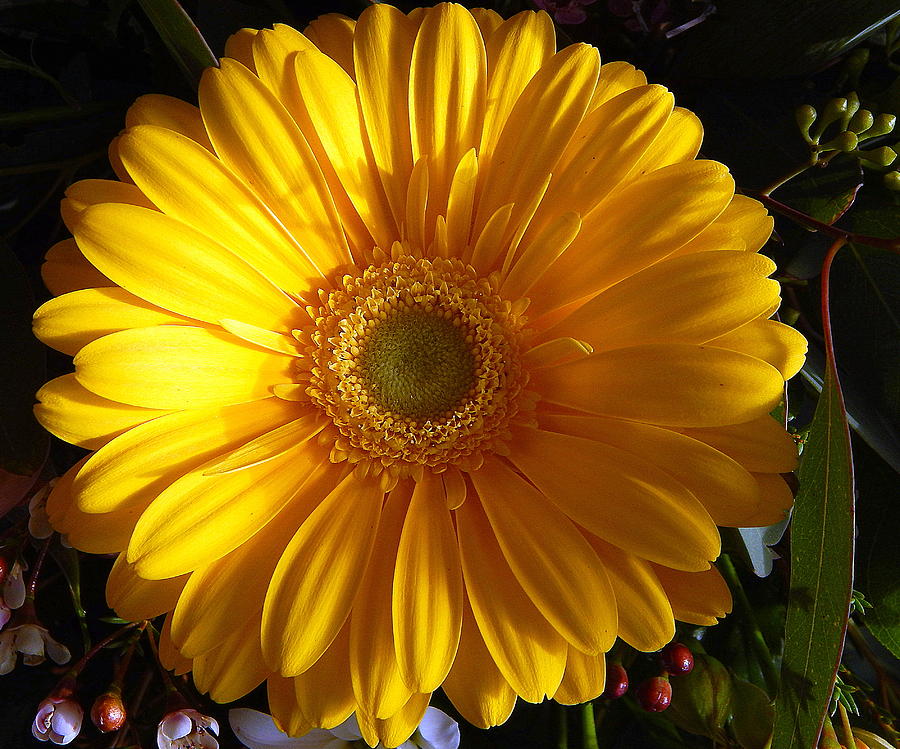 Daisy Photograph - You are my sunshine by Karen Cook