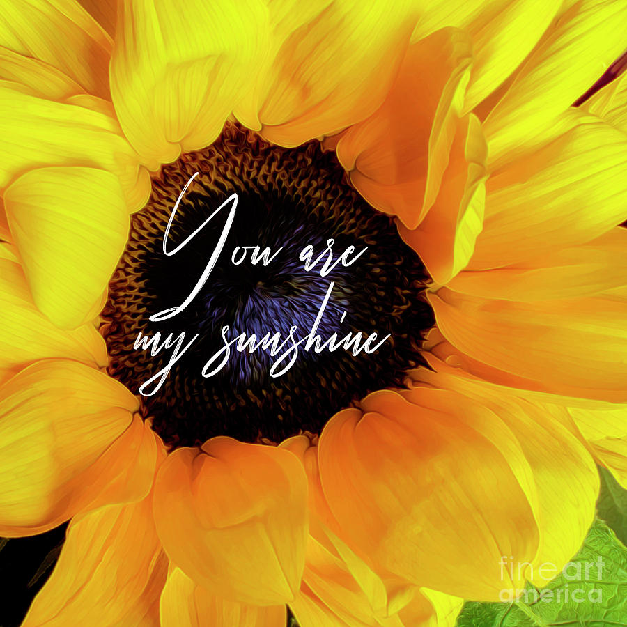 You Are My Sunshine....Sunflower Photograph by Hal Halli