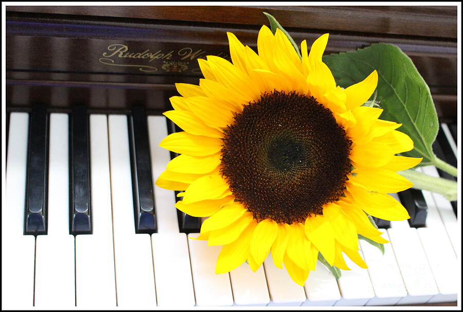 Sunflower Photograph - You Are The Sunshine of My Life - A Love Song by Dora Sofia Caputo